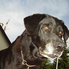 Labrador retriever Bjørn