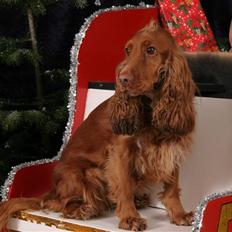 Cocker spaniel Tikki