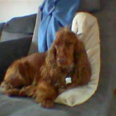 Cocker spaniel Tikki