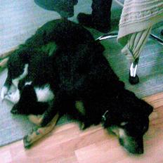 Blanding af racer Bølle