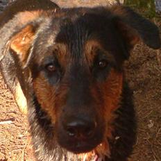 Blanding af racer bølle (charmetrolden!)