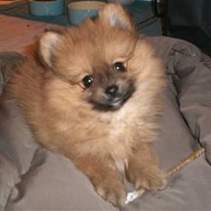 Pomeranian Mixie.