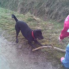 Blanding af racer Zenta