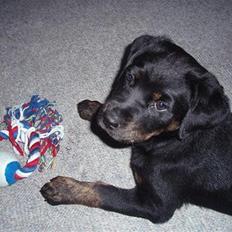 Blanding af racer Zenta