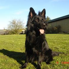 Schæferhund Degn ´s Becki