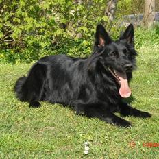 Schæferhund Degn ´s Becki