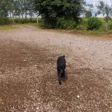 Labrador retriever Fighter 