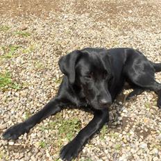 Labrador retriever Fighter 