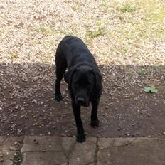 Labrador retriever Fighter 