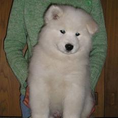 Samojedhund Dancer