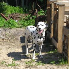 Dalmatiner Minalli's Noble Naval