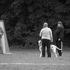 Dalmatiner Minalli's Noble Naval