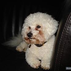 Bichon à poil frisé Luffe