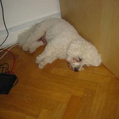 Bichon à poil frisé Luffe