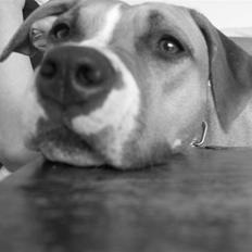 Amerikansk staffordshire terrier Aurum