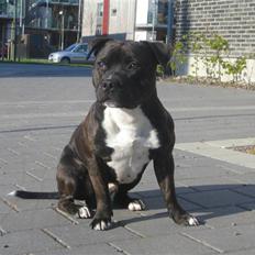 Staffordshire bull terrier Sputnik