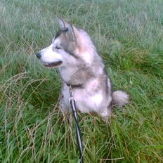 Alaskan malamute Nukka