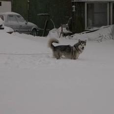 Alaskan malamute Nukka