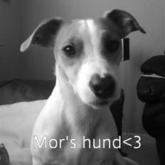 Jack russell terrier Tjaus