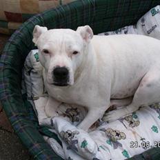 Amerikansk bulldog sarona r.i.p
