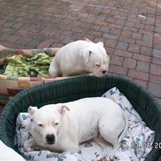 Amerikansk bulldog sarona r.i.p