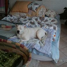 Amerikansk bulldog sarona r.i.p