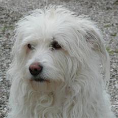 Blanding af racer Luna