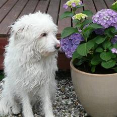 Blanding af racer Luna