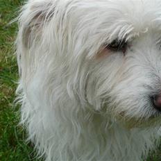 Blanding af racer Luna