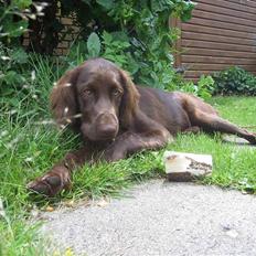 Langhåret hønsehund Freja