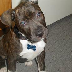 Blanding af racer Laban R.I.P Min skat