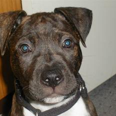 Blanding af racer Laban R.I.P Min skat