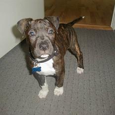 Blanding af racer Laban R.I.P Min skat