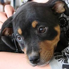 Staffordshire bull terrier Bacon