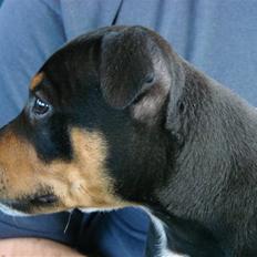 Staffordshire bull terrier Bacon