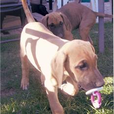 Blanding af racer Abbie