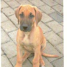 Blanding af racer Abbie