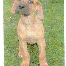 Blanding af racer Abbie