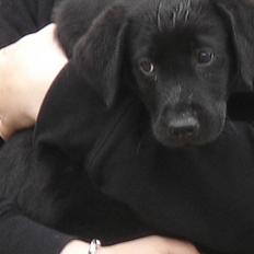 Labrador retriever Covie