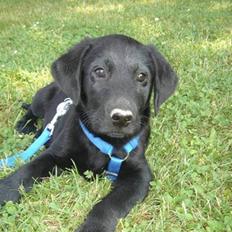 Labrador retriever Covie