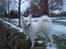 Japansk spids Malou R.I.P 11/9-2019 - Nyt