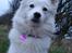 Japansk spids Malou R.I.P 11/9-2019