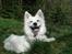 Japansk spids Malou R.I.P 11/9-2019 - nyt