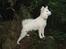 Japansk spids Malou R.I.P 11/9-2019