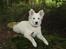 Japansk spids Malou R.I.P 11/9-2019