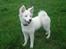 Japansk spids Malou R.I.P 11/9-2019