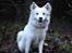 Japansk spids Malou R.I.P 11/9-2019 - nyt