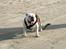 Engelsk bulldog Hertha. R.I.P 26-06-2012 - På stranden og jeg går selv