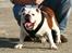 Engelsk bulldog Hertha. R.I.P 26-06-2012 - åh det er bare lækkert herude