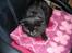 Blanding af racer Buller.... - Bullers bedste ven... katten sorte... 